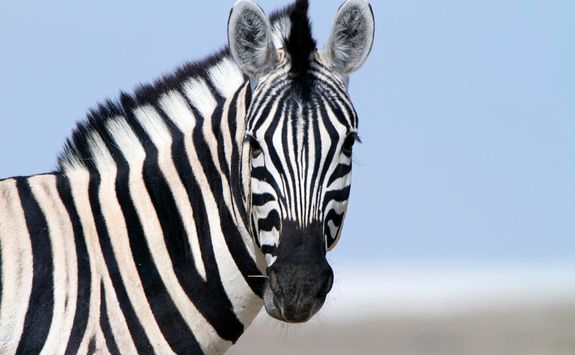 zebra