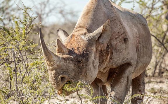 black rhino