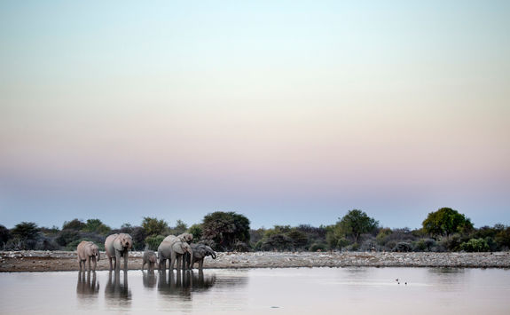elephants drinking