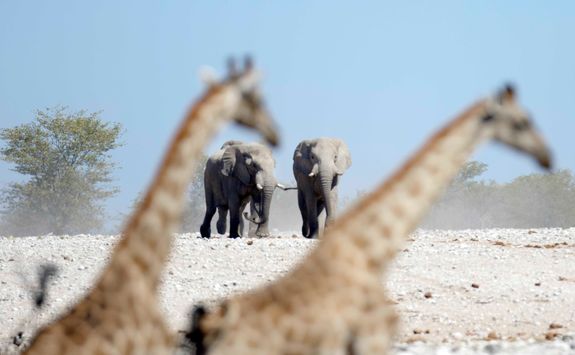 giraffes elephants