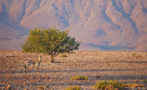 zebra mountains