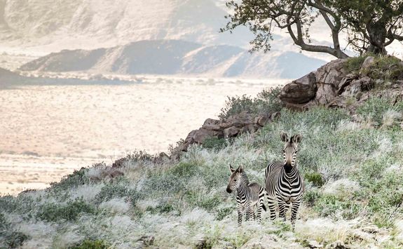 zebras