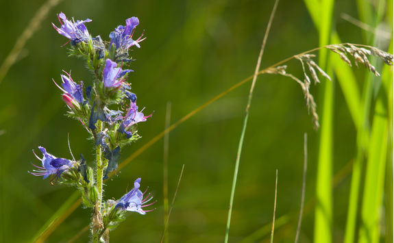 flora