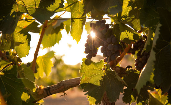 grapes