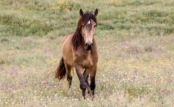 horse