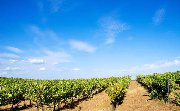 vineyard