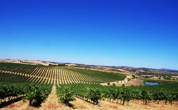 vineyard alentejo
