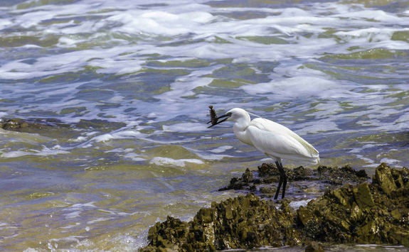 White stork