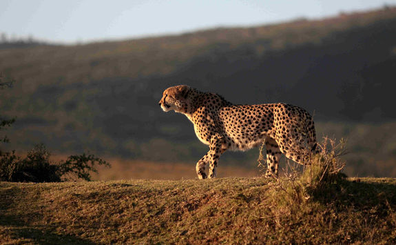 Cheetah hunting Port Elizabeth
