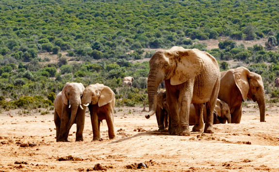 Elephants Port Elizabeth