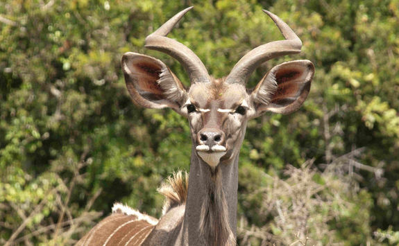 Kudu Port Elizabeth