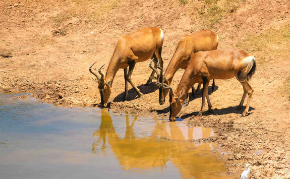 Antelope Port Elizabeth