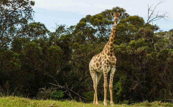 Giraffe Port Elizabeth