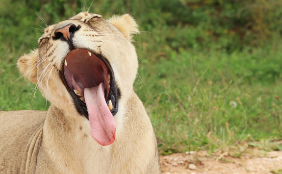 Lioness Port Elizabeth