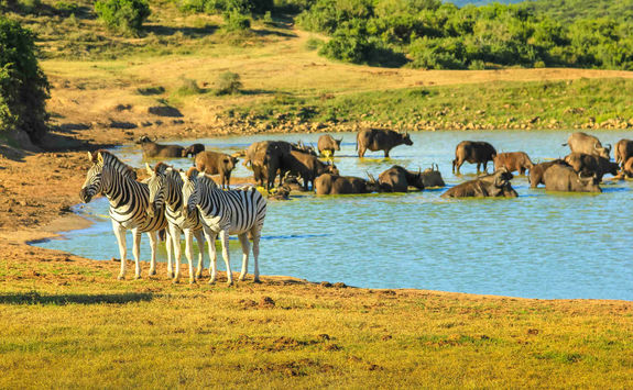 Wildlife Port Elizabeth