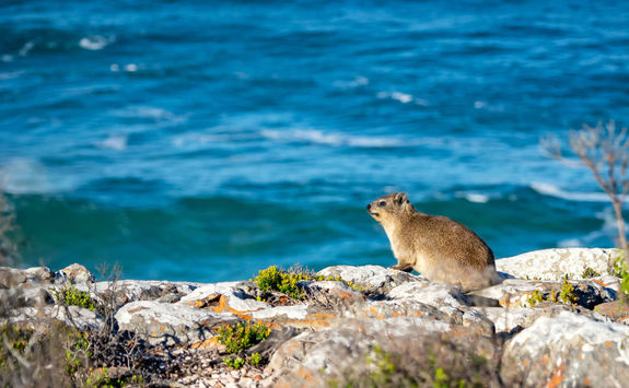 Wildlife Plettenburg Bay