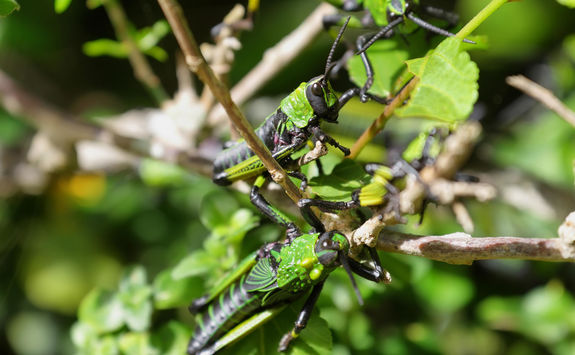 Green grasshopper