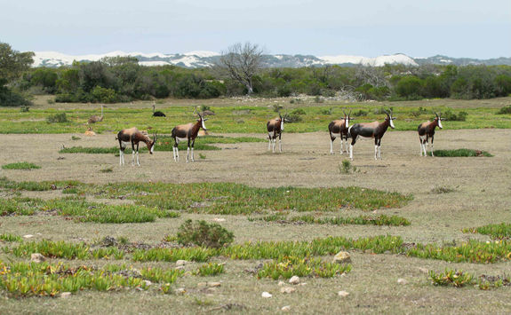 Bonteboks on Hoop reserve