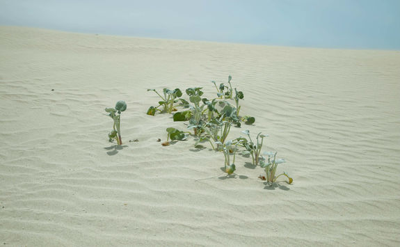 Leaves dunes De Hoop reserve