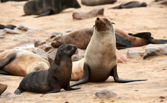 Seals south africa