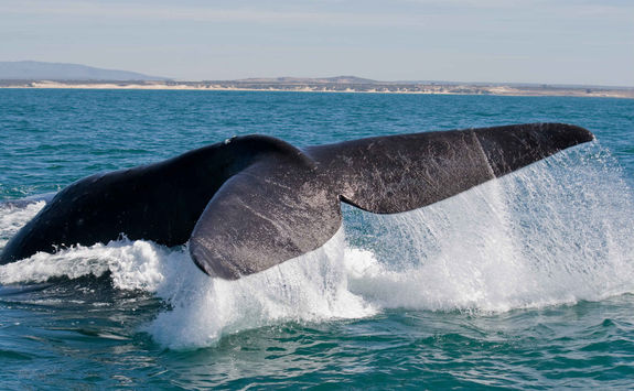Southern right whale