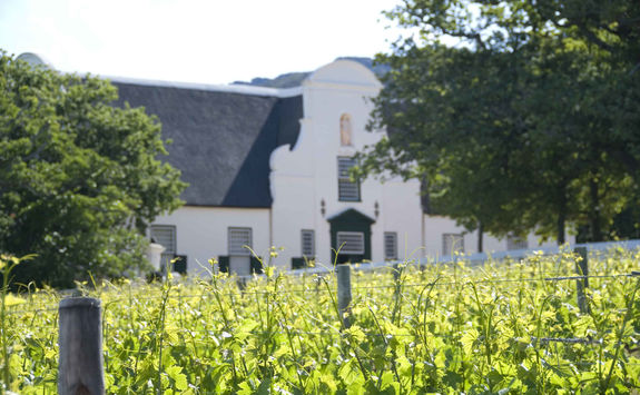 Vineyard South Africa