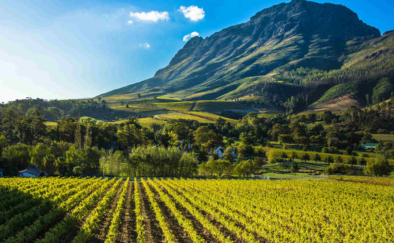 Vineyard South Africa