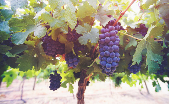 Grapes toned winelands