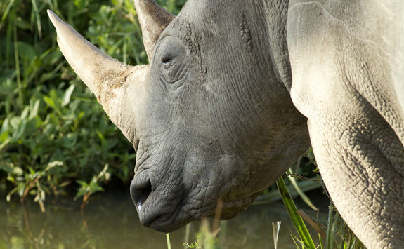 black rhino