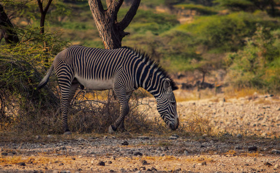 Grevy zebra kenya