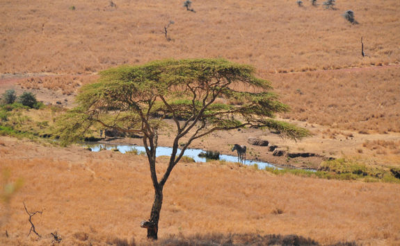 Zebra grazing in lewa downs