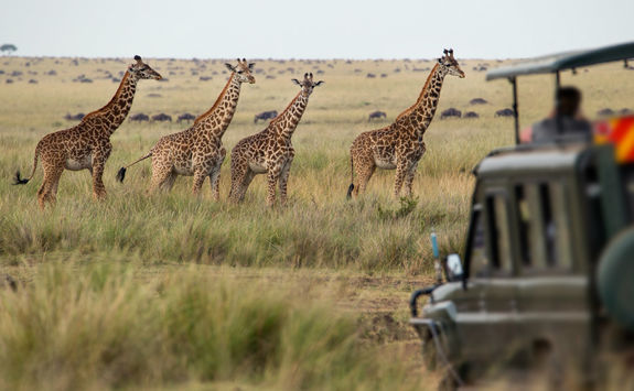game drive giraffes