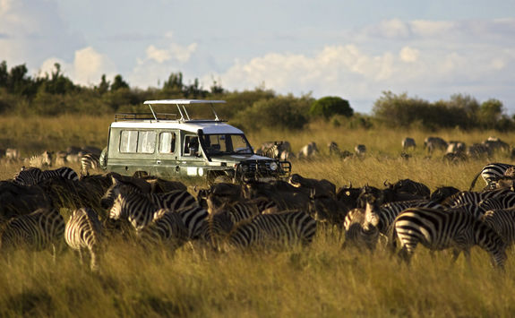 game drive zebra