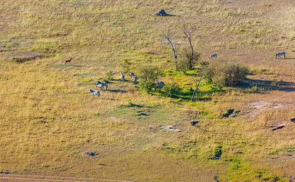 zebras grazing