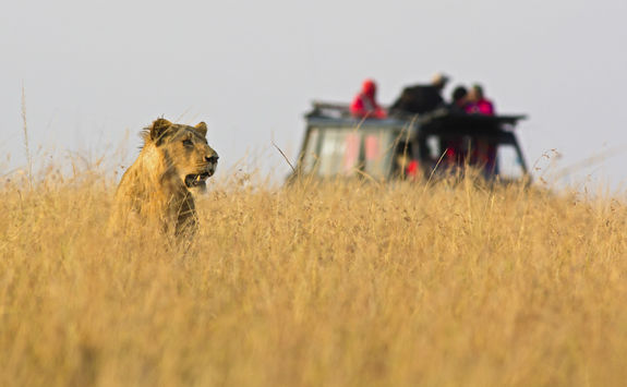 game drive