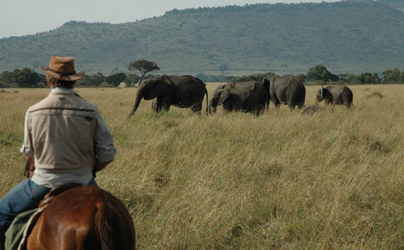 riding safari elephants