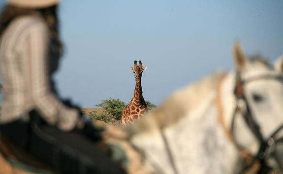 riding safari giraffe