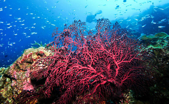 coral diving kenya