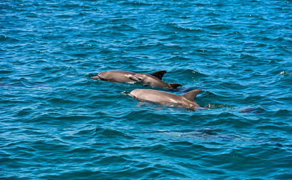 dolphins in kenya