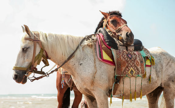 horses beach