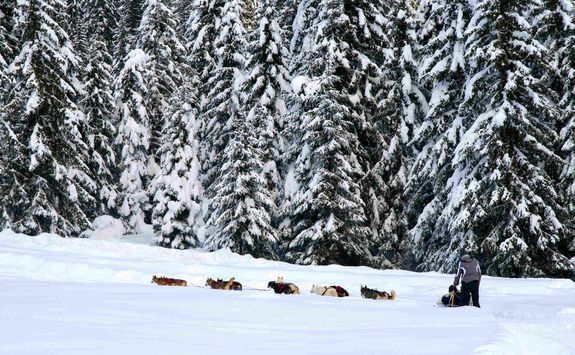 Dog sledding in woods