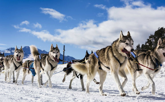 Sledge dogs