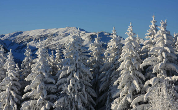 Woods in Megve