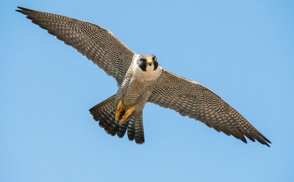 pergrine falcons