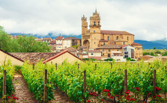 Vineyard Rioja