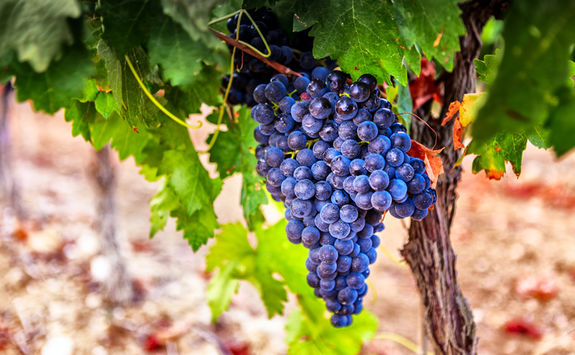 Grapes