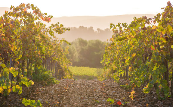 Vineyard