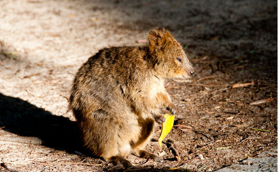 Quokka