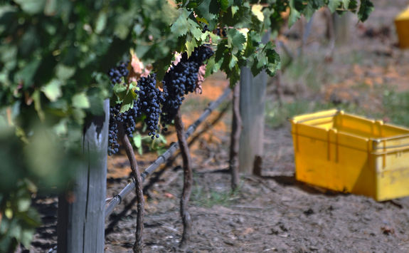 Grapes