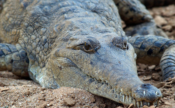 Crocodile